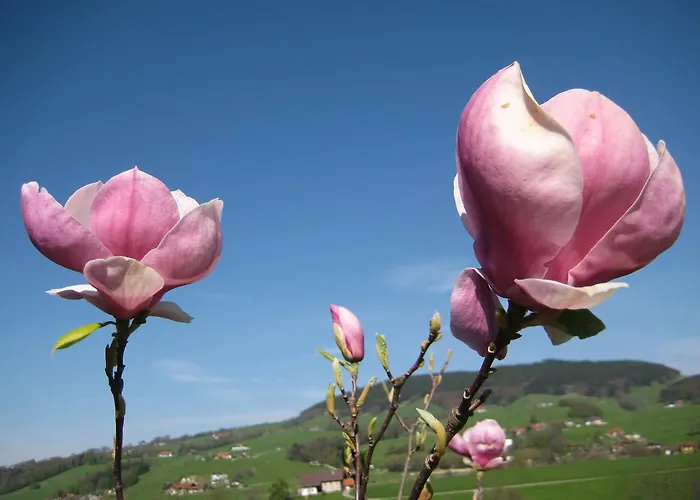 招待所 Kreuzinger, 5310 迪弗格拉根