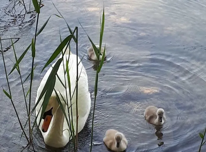 بيت ضيافة Kreuzinger, 5310 3*